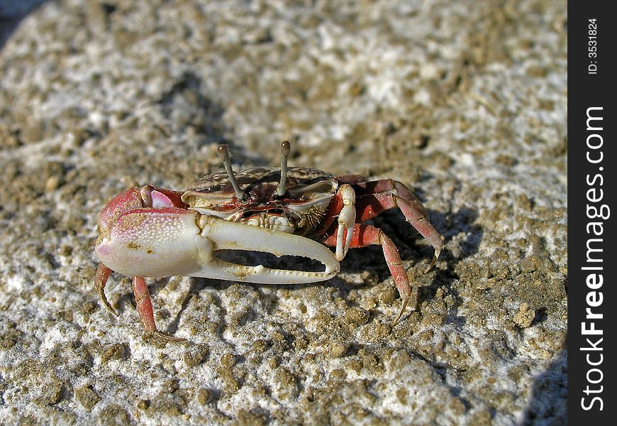 Crab with big clamp at dry mud. Crab with big clamp at dry mud