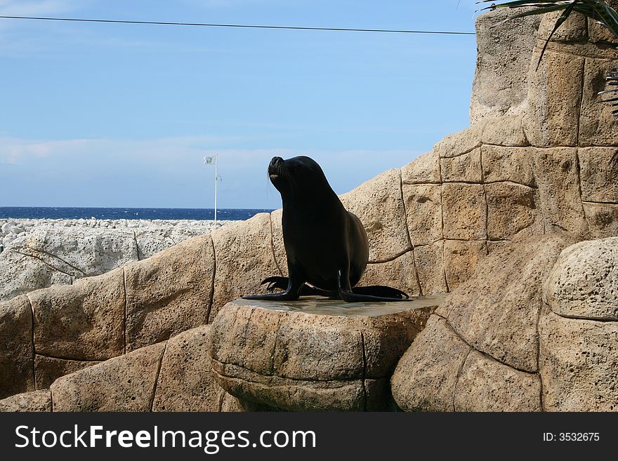 Fur seal on a stone