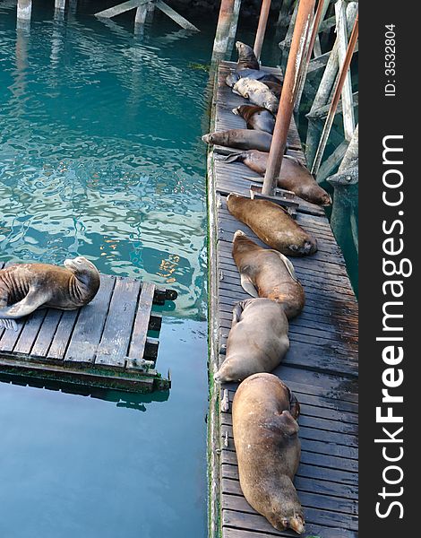 Group of sea lions sleeping on pier  on the coast of oregon. Group of sea lions sleeping on pier  on the coast of oregon