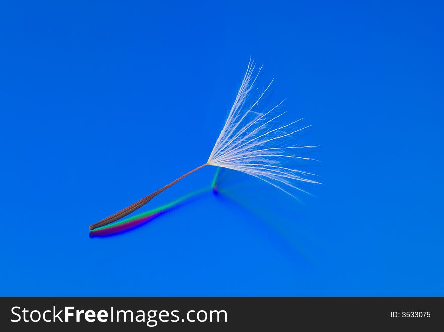 A Dandelion Seed On A Reflecti