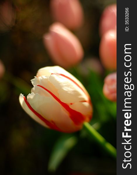 Close-up of a white tulip, other pink tulips at the back, shallow DOF.