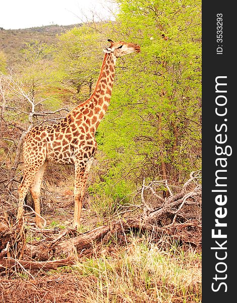 Giraffe Feeding on an Acacia Tree