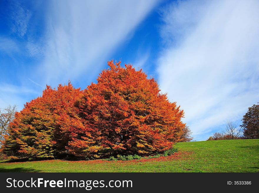 Autumn tree on meadow against cloudscape