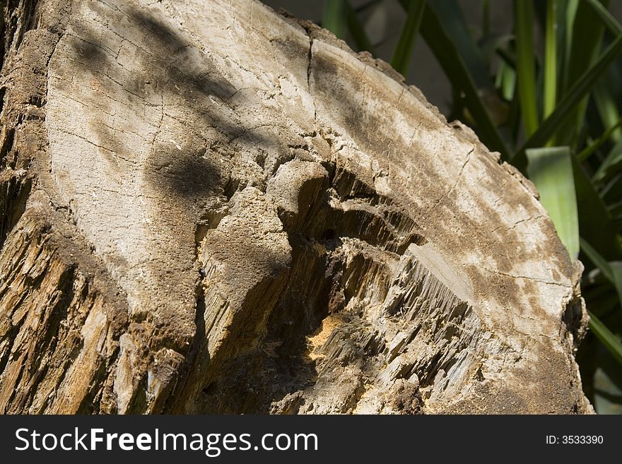 Trunk for a big old tree which has been cut down... Shallow depth of field with focus on the left part of the trunk... Works for environment protection themes. Trunk for a big old tree which has been cut down... Shallow depth of field with focus on the left part of the trunk... Works for environment protection themes...