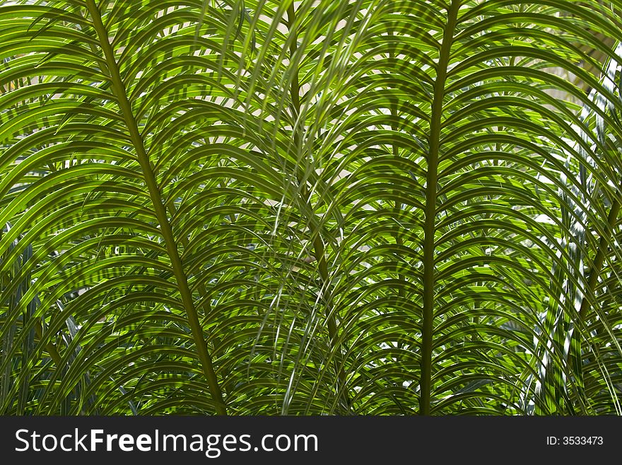 Abstract background with green leaves with the sun behind them. Abstract background with green leaves with the sun behind them