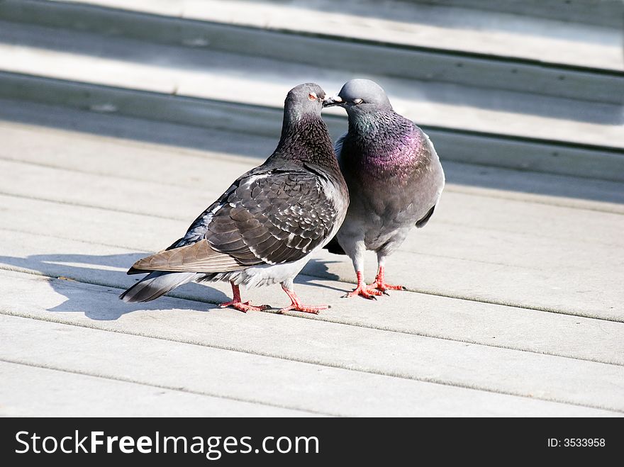 Two cute pigeons are kissing each other. The right pigeon's eyes are closed, the left one's eyes are a little bit opened. Two cute pigeons are kissing each other. The right pigeon's eyes are closed, the left one's eyes are a little bit opened
