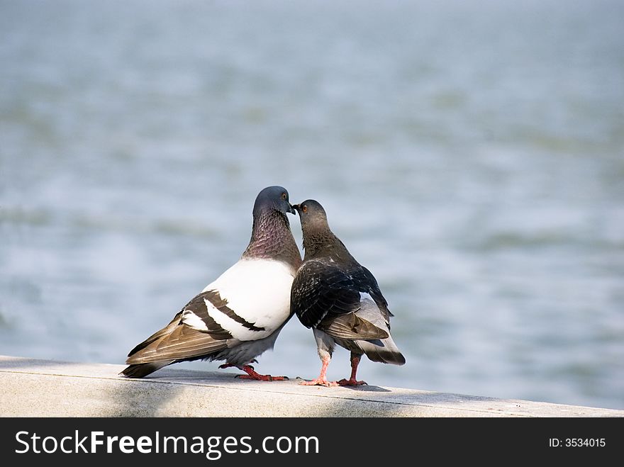 Two pigeons are kissing each other. Two pigeons are kissing each other