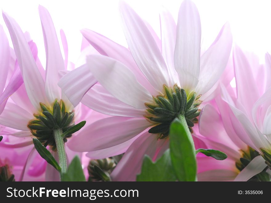 Close up of pink flowers against white background