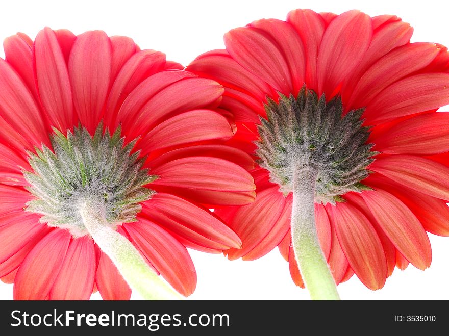 Close up of red gerber flowers