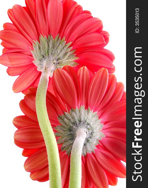 Red gerber flower from behind. Red gerber flower from behind