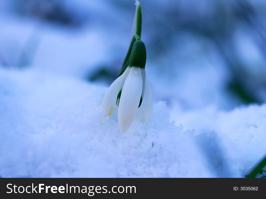 Image of snow drop flowers at winter evening. Image of snow drop flowers at winter evening