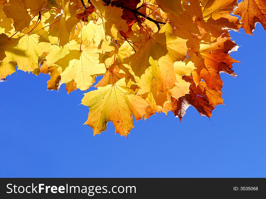 Yellow leaves against blue sky. Yellow leaves against blue sky