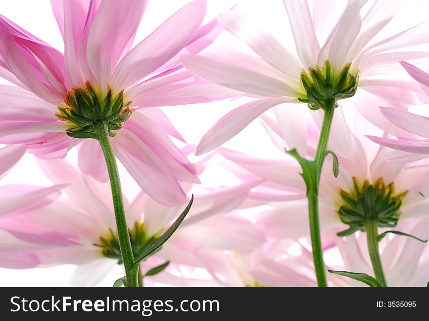 Image of pink flowers from behind