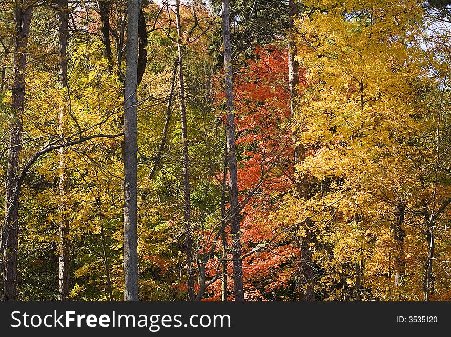 A forest of tall trees - leaves in autumn colors on a sunny fall day. A forest of tall trees - leaves in autumn colors on a sunny fall day.