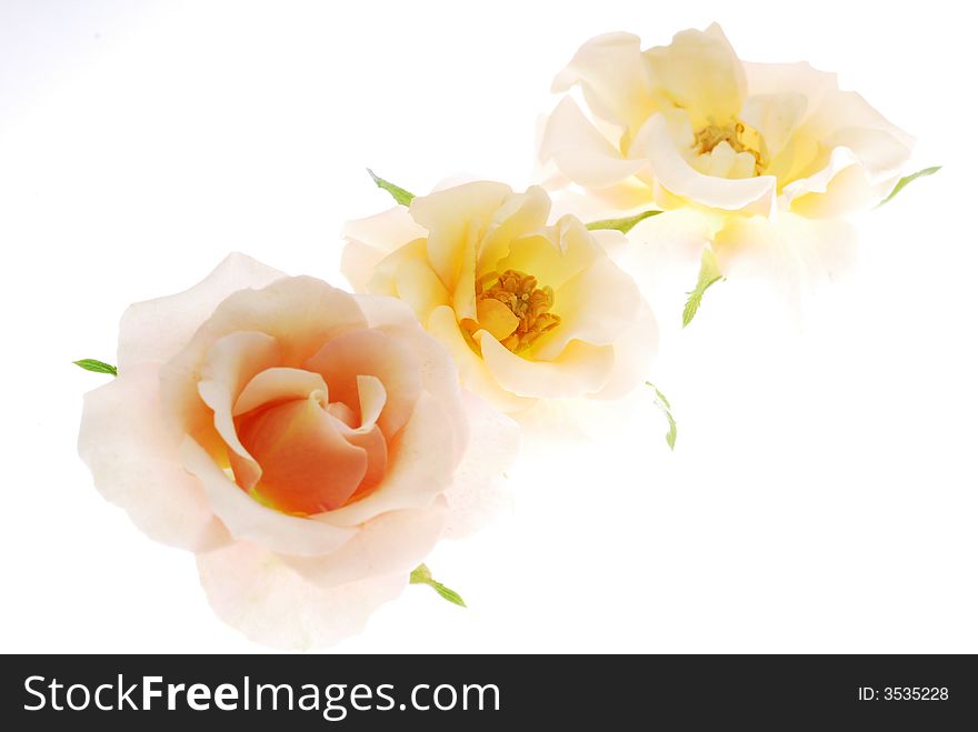 Pink roses on white background