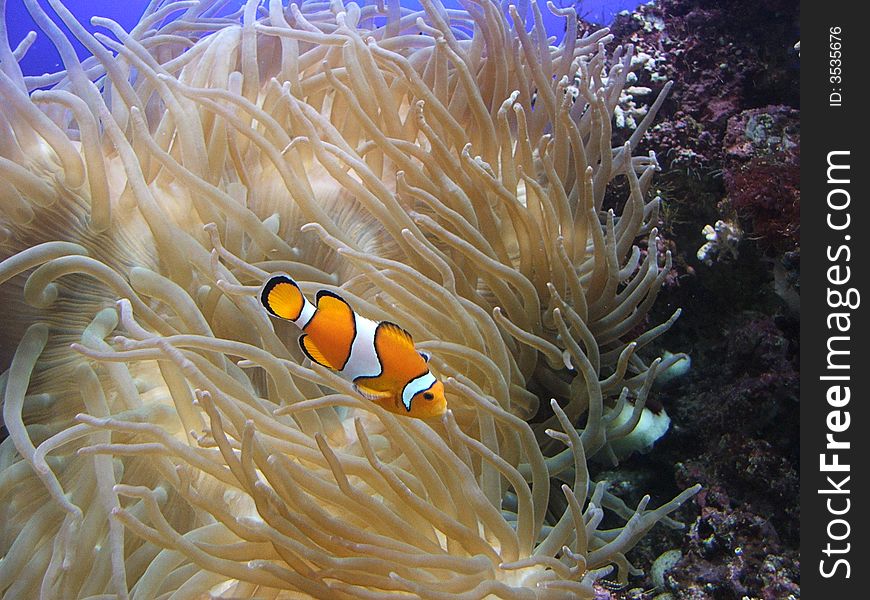 Clown anemone fish swimming in aquarium with seaweed in the background
