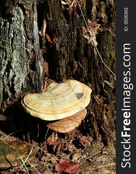 Some fungus on a tree stump. Some fungus on a tree stump