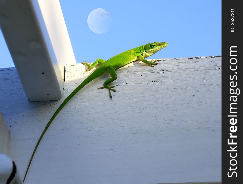 This shot was taken on an arbor of a green anole with a fullmoon in the background. This shot was taken on an arbor of a green anole with a fullmoon in the background