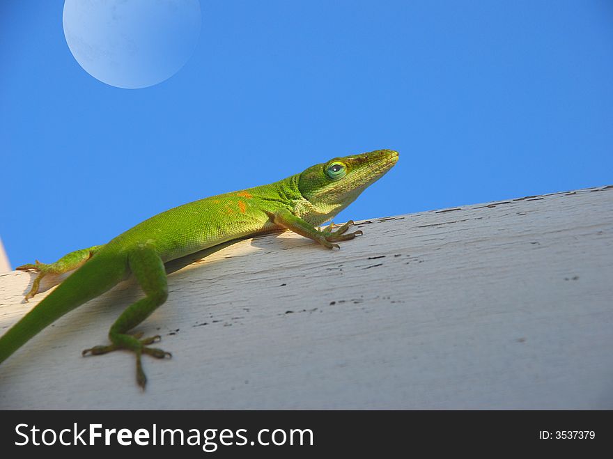 Carolina anole resting on an arbor with the moon in the background. Carolina anole resting on an arbor with the moon in the background.