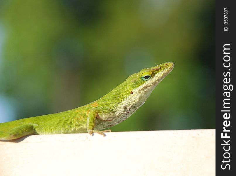 A Green Carolina Anole Close-up. A Green Carolina Anole Close-up.