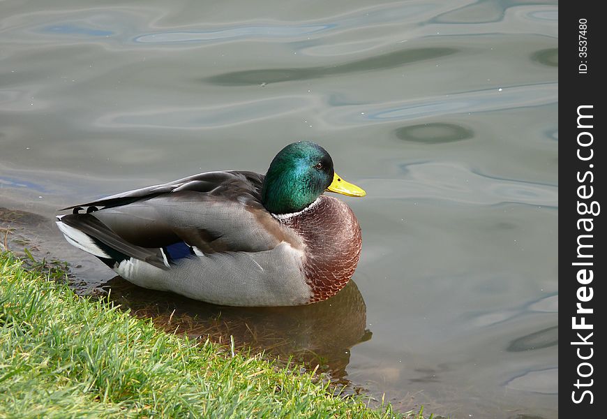 Duck going down in a reservoir