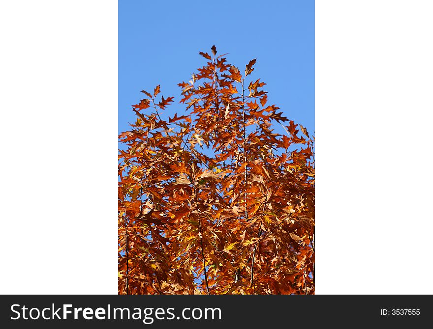 Red tree leaves in the country, autumn colors. Red tree leaves in the country, autumn colors