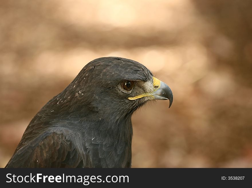 The intense look of an Eurasian eagle. The intense look of an Eurasian eagle.