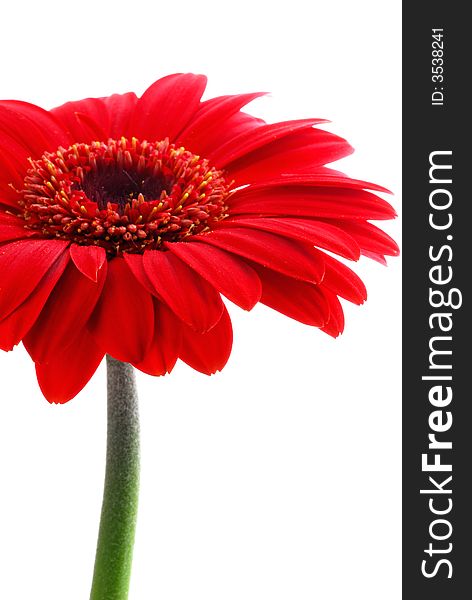 Red gerber flower against white background