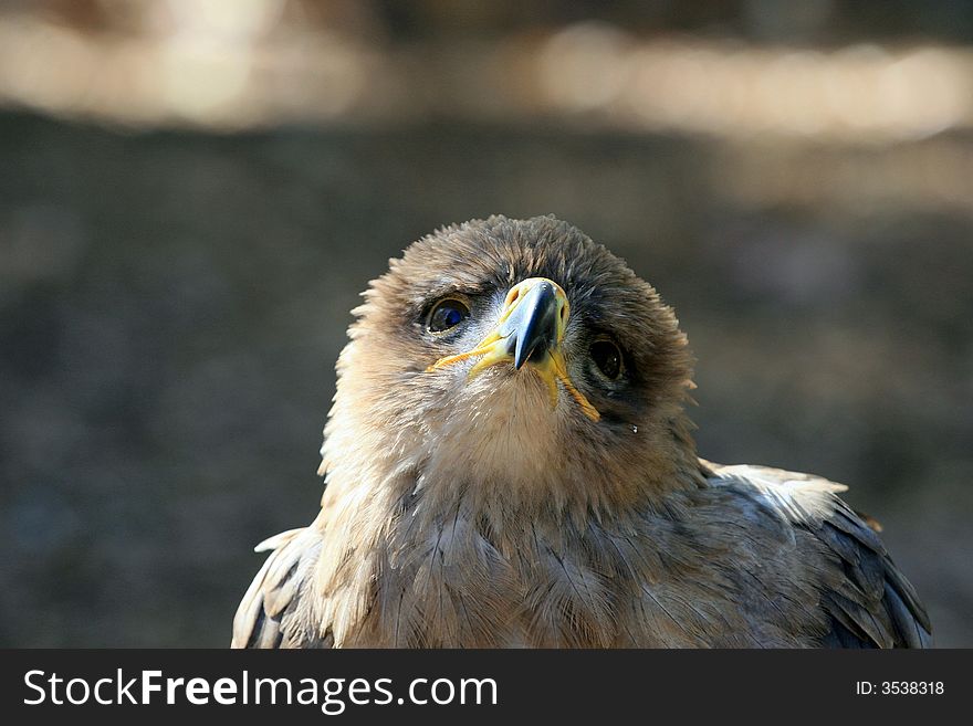 Tawny Eagle 2