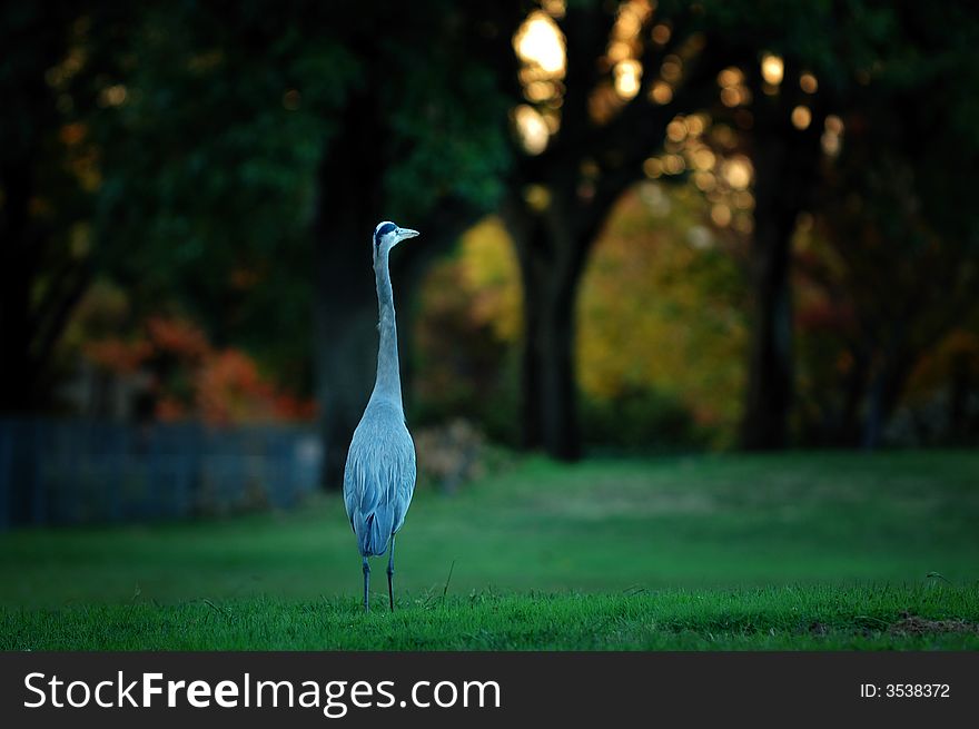 Great Blue Heron