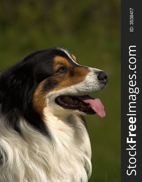 Brown, black and white, very nice lloking dog in profile, panting. Copyspace at top of image. Brown, black and white, very nice lloking dog in profile, panting. Copyspace at top of image.