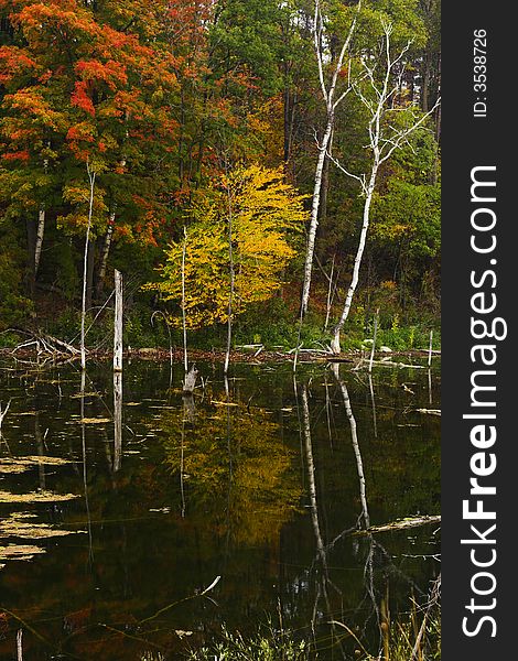 Reflections of trees with autumn colors in a pond. Reflections of trees with autumn colors in a pond