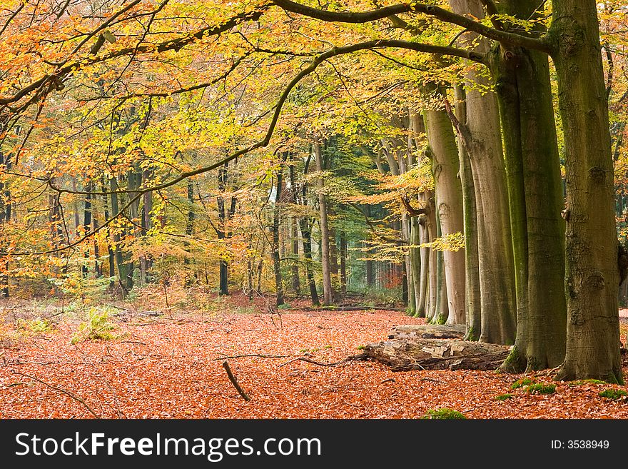 A row of beech trees in autumn colours. A row of beech trees in autumn colours