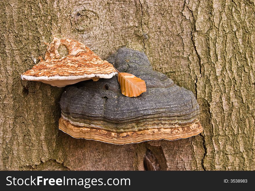 Two mushrooms growing on a tree trunk