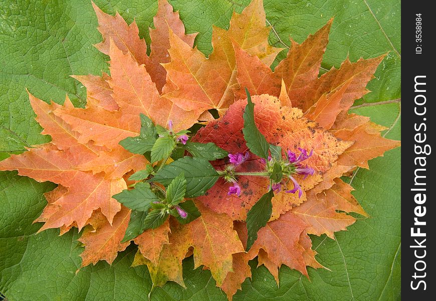 Autumn still life from leaves and flowers