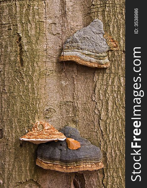 Three mushrooms growing on a tree trunk