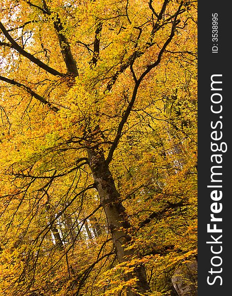 Bright yellow colored beech tree. Bright yellow colored beech tree