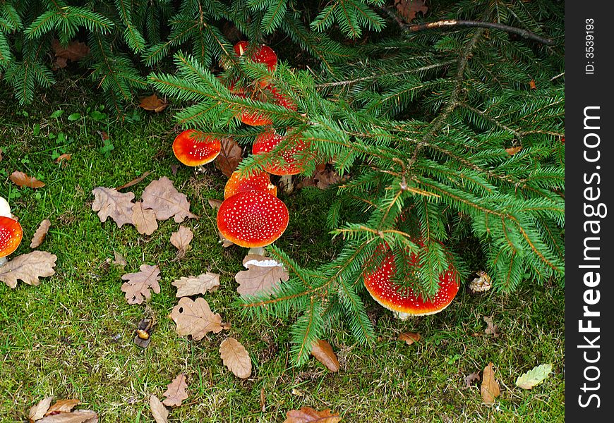 Red poisonous mushrooms in the forest