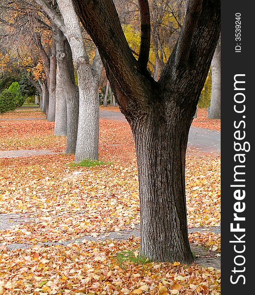 Towering trees in autumn with golden and orange leaves. Towering trees in autumn with golden and orange leaves