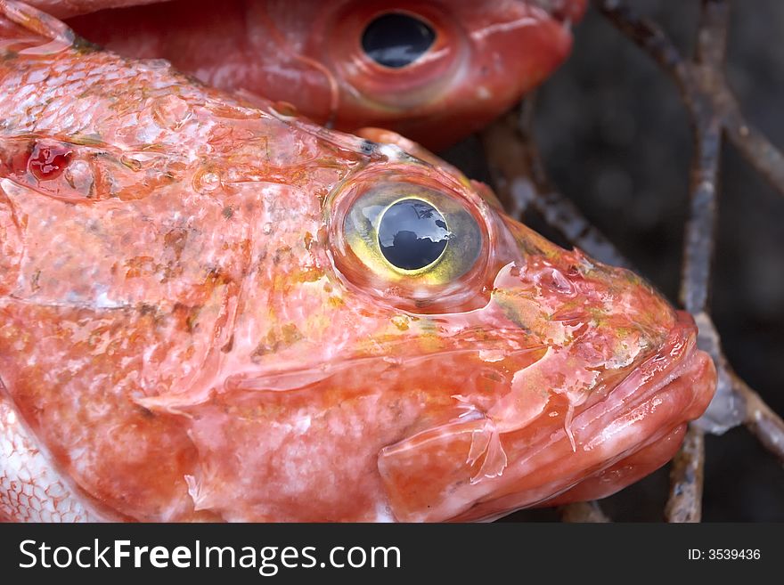 Closeup of a rock fish eye and mouth area. Closeup of a rock fish eye and mouth area