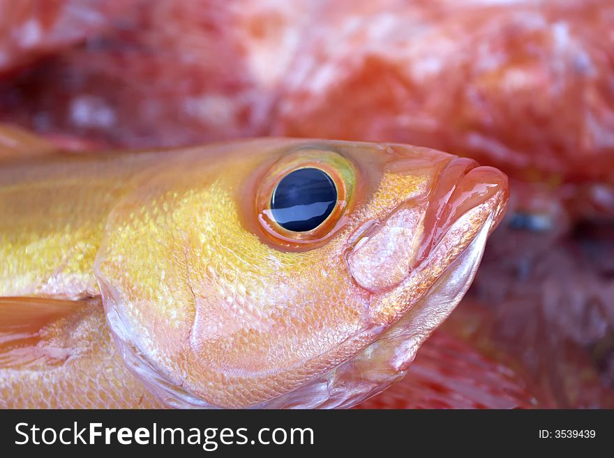 A small harvest of deep sea red fish with a closeup on a yellow fish. A small harvest of deep sea red fish with a closeup on a yellow fish.