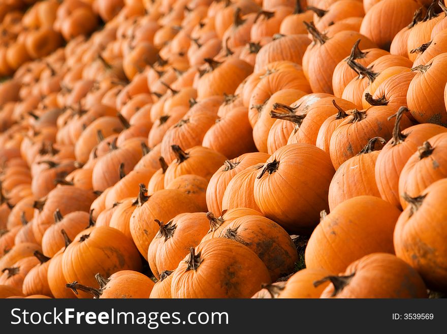 Row upon row of bright orange pumpkins. Row upon row of bright orange pumpkins.