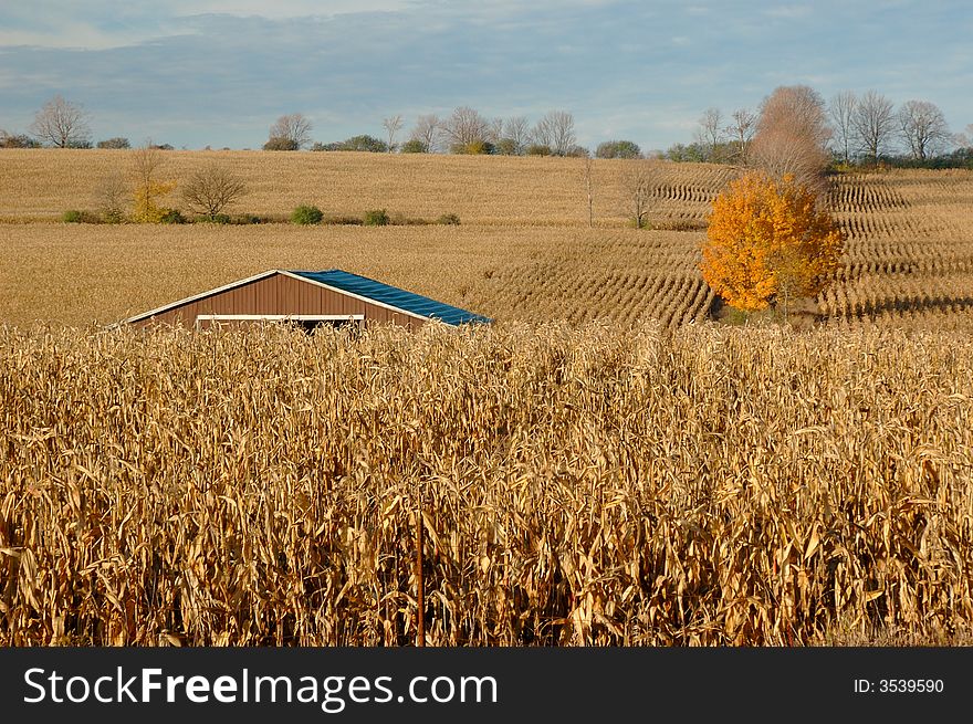 A corn plantation in a farm