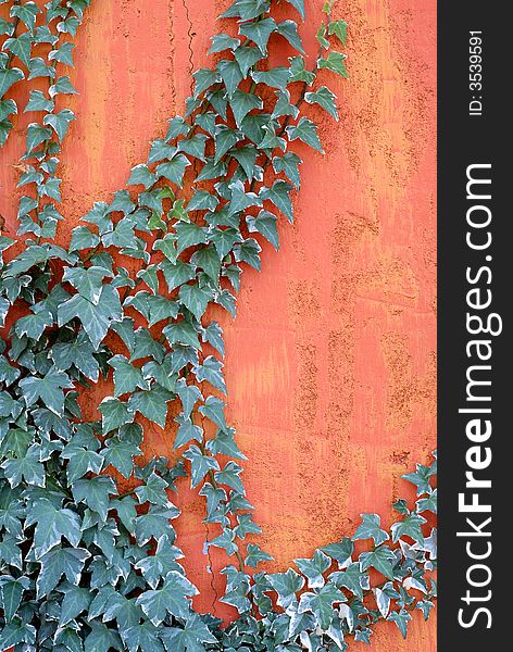 Ivy climbing on a textured bright colored wall. Ivy climbing on a textured bright colored wall