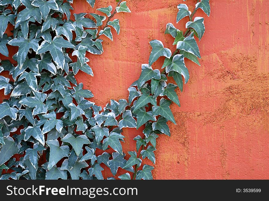 Ivy climbing on a textured bright colored wall. Ivy climbing on a textured bright colored wall