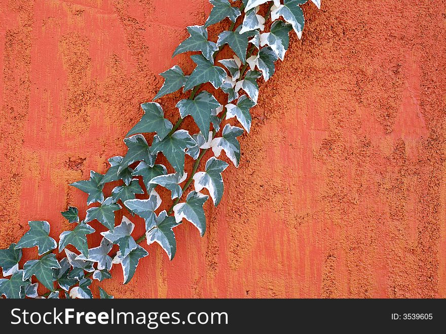 Ivy climbing on a textured bright colored wall. Ivy climbing on a textured bright colored wall