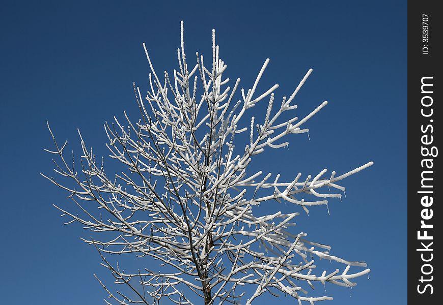 Fresh snow on a young tree, winter is coming!