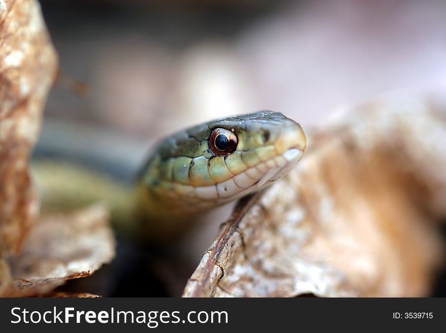 Snake eyes close up reptile wildlife. Snake eyes close up reptile wildlife