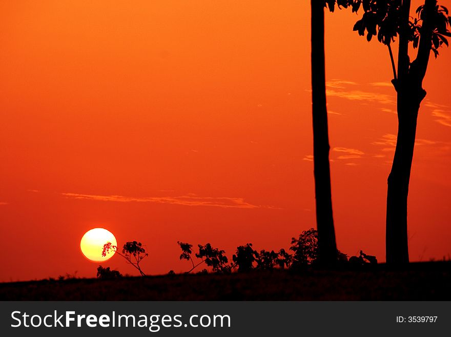 Silhouette of trees with sun setting on horizon. Silhouette of trees with sun setting on horizon.