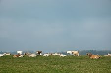 Grazing Cows Royalty Free Stock Photo